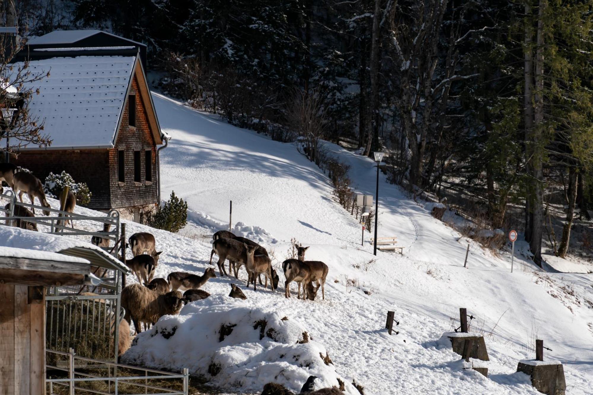 Peterhof Chalets Batschuns Εξωτερικό φωτογραφία